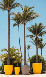 several large plants sitting in front of some palm trees