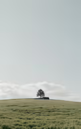 the trees in the field are alone