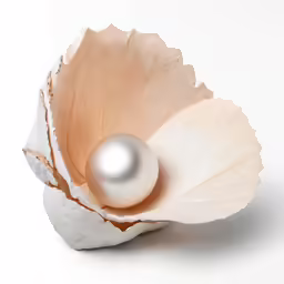 a pearl in a shell on a white background