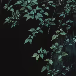 a tree in the darkness with leaves on it