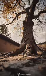 a tree in front of a small building and sky