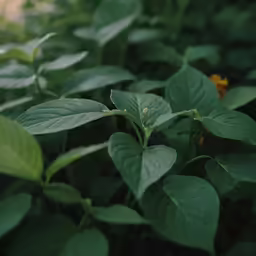 the green plants are growing out of the ground