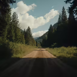 a dirt road runs between some tall trees