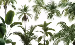 a close up view of the green and leafy trees