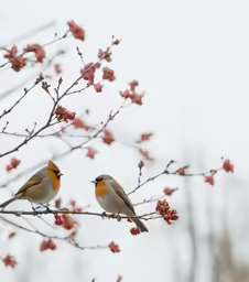 two small birds perched on the branches of a tree
