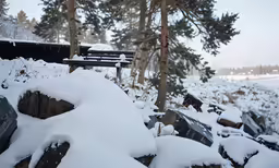a snowy forest and tree line covered by snow