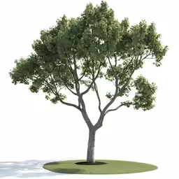 this is a tree with very few leaves