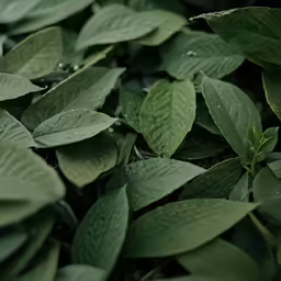 a close up view of green leaves in the rain
