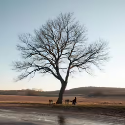 two people riding horses and a bench under a large tree