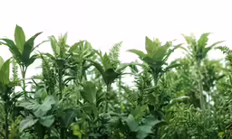 a field with some green plants growing in it