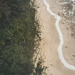 a large sandy beach next to some plants