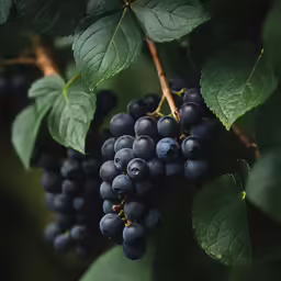 several black grapes hanging from a tree branch