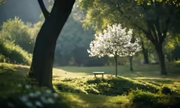 a grassy area with a bench surrounded by trees