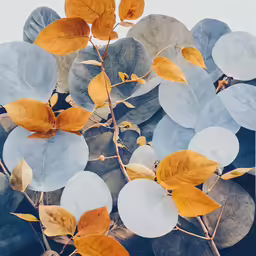 a closeup view of leaves and the sky