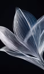 an abstract photo of a white flower