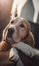 a brown and white dog sitting next to a person