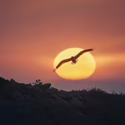 a bird flying past the sun set in the background