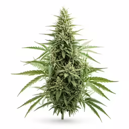 a plant growing on a plant stand is shown in this image