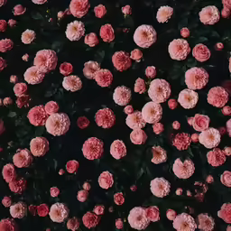 an aerial view of the pink flowers that can be seen in full bloom