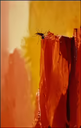 the insect is on the corner of this bright red structure