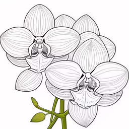 flowers with a white background and blue petals,an orchid drawing that is in the shape of flowers