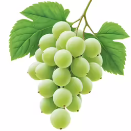 grapes with leaves on the branch against a white background