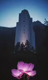 purple flowers against a dark background in front of the light of the building