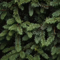 close up photograph of pine needles and leaves
