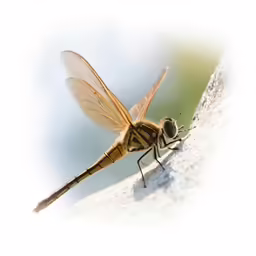 a dragonfly sitting on a stone slab of cement