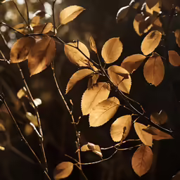 a tree branch with leaves in the fall sun