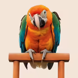 an orange, yellow and green parrot sitting on a perch