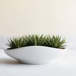 a small plant that is sitting in a bowl