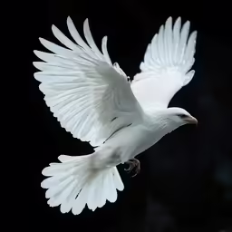a bird is flying in the dark with its wings spread