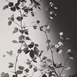 a small tree with many leaves on the branch