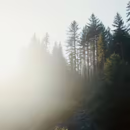 the sun is shining brightly behind some trees