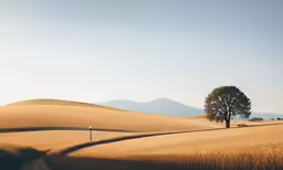 an open field with a single tree on it