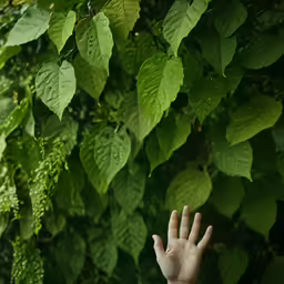 a person is holding up their hands and some green leaves