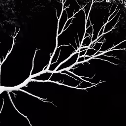 a bare tree is lit up with lights