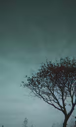 an orange and black kite flying in the gray sky