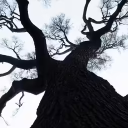 the view up to the top of a tall tree