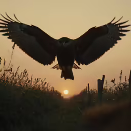 an owl flying toward the sun during a sunset