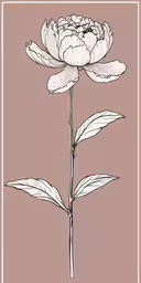 an image of a flower in black and white,the flower is a white and pink