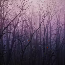 an empty, misty woods and trees during the day