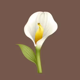 a white flower with a green stem is shown on a brown background