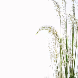 tall flower stems with flowers on the top
