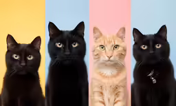 a row of cats against a colorful background