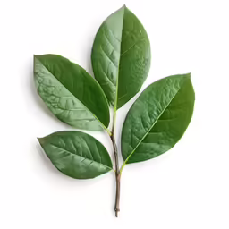a green leaf that is on the top of a branch