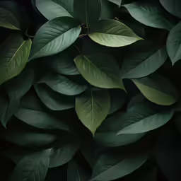 green leaves are growing on top of the black background