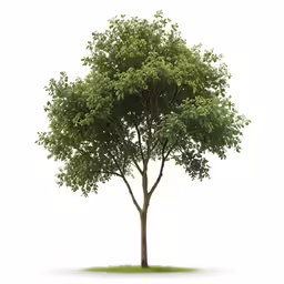 the tree is very tall and green