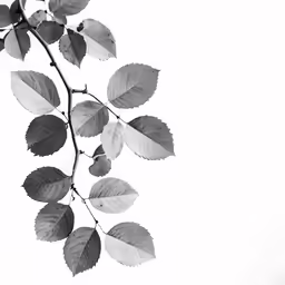 black and white image of a branch with leaves